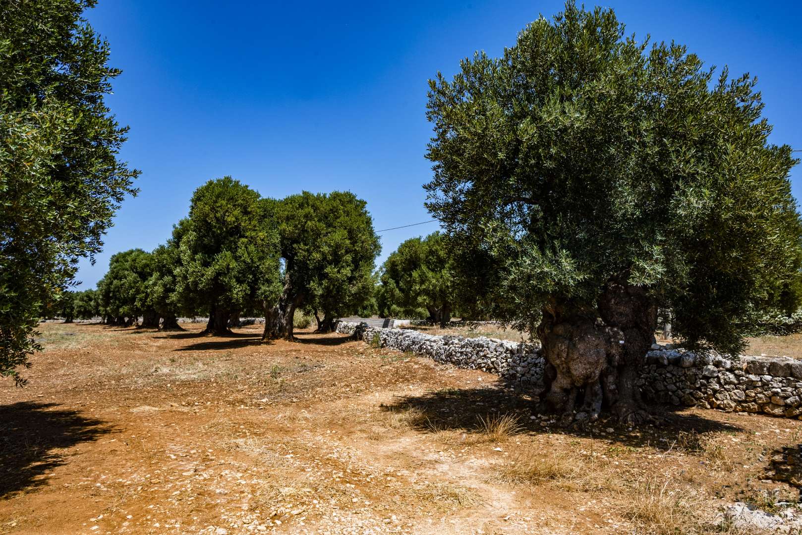 Gli ulivi della Puglia, sculture di un paesaggio irripetibile - I viaggi  dell'Anto